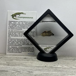 Champsosaurus ausgestorben Reptil Dinosaurier Alter Kiefer Fossil - Bild 1 von 9