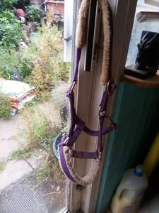 Puple padded headcollar cob sized - Picture 1 of 3
