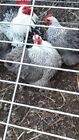 Top Quality Silver Partridge Pekin Bantam Hatching Eggs X 12