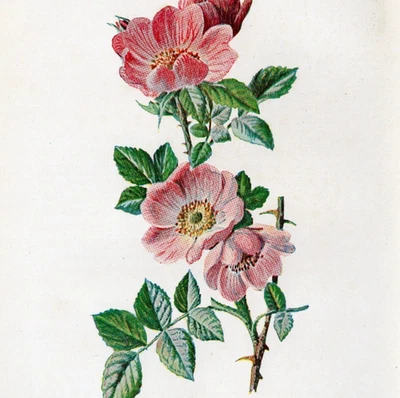 CROMOLITOGRAFÍA BOTÁNICA ANTIGUA DULCE BREZO Original 1902 Foto 1 de 3