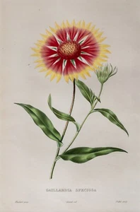 Kokardenblume Gaillardia Original Lithographie handkoloriert Oudet  1847 - Bild 1 von 4