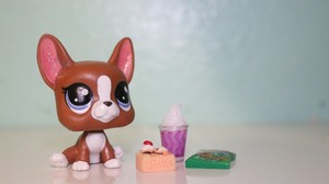 100% AUTHENTIC Littlest Pet Shop Lot Brown French Bulldog Sitting w Accessories