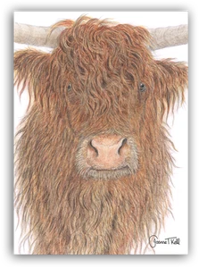 HIGHLAND COW 'CLOSE UP' WILDLIFE GREETINGS CARD - From Drawing By Joanne T Kell - Picture 1 of 3