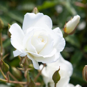 Bush Rose Plant, Iceberg Floribunda, Fragrant White Blooms, 1 x 4L Pot - Picture 1 of 3