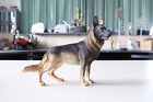 JJM German Shepherd Dog Model Pet Figure Animal Model Car Decoratrion Toys Gift