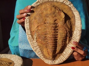 Huge Positive Fossil Trilobite Atlas Mountains Cambropallas Telesto 11.5" Inch - Picture 1 of 4