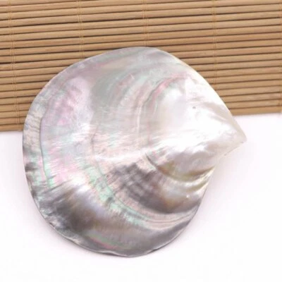 70-80mm Natuarl Black Lip Shell Mother of Pearl No Hole Clam Collectibles - Image 1 of 3
