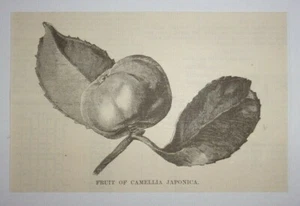 1884 Frucht der Kamelie Japonica Gravur - Bild 1 von 1