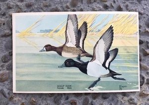 Postal de colección Scaup Duck Bird vida silvestre serie #7 1939 sin matasellos - Imagen 1 de 2