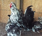 3 Mottled Houdan Chicken Hatching Eggs