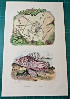 Archäopterix u. Rotfeuerfisch - altkolorierter Stahlstich von 1835 aus E. Guerin - Bild 1 von 3