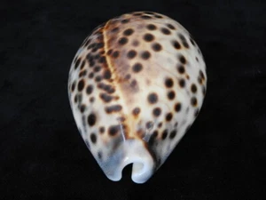 Sea shell Cypraea tigris 87.4mm ID#6504 - Picture 1 of 5