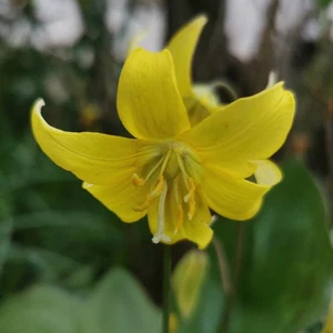 @ (◕‿◕)\\@ Erythronium pagode - Forellenlilie / Zahnlilien - Bild 1 von 1