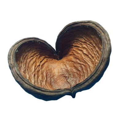 Badam-Schote / Garnelen Höhle Versteck Aquarium Fische Dekoration / 8-12cm