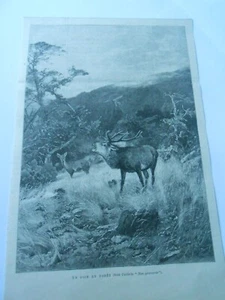 Gravure 1893 - Le Brame du Cerf , un soir en forêt - Picture 1 of 1