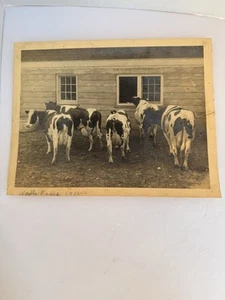 Cows On Vaille Ranch, CA 1932 Photograph Ranch Living Agricultural History 8x9” - Picture 1 of 5