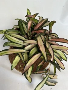 Hoya Wayetti ‘Tricolor’ - Picture 1 of 6