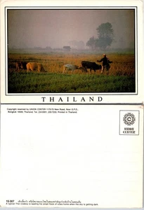 Asia Thailand Thai Cowboy Herding Cows Getting Dark Fog UNP Postcard - Picture 1 of 1