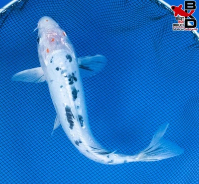 Estanque de jardín de peces koi vivos 11" DOITSU YAMATO NISHIKI 10/25 Foto 1 de 4