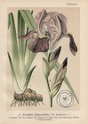 Sword Lily (Iris ×germanica) Chromo Lithograph from 1893 Bearded Iris 