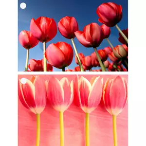 2 Tulpen - 3D linsenförmige Geschenkanhänger Karten - NEU - Bild 1 von 4