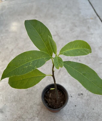 "Árbol frutal de aguacate de 10"" con maceta planta viva lista para plantar" Foto 1 de 4