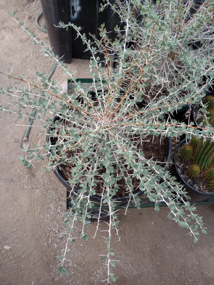 Enorme camión cónico Boojum Tree Fouquieria columnaris de 6 pulgadas de ancho cultivado en Arizona Foto 1 de 3