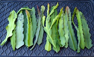 6 Epiphyllum Orchid Cactus Named Cuttings, Assorted - Mixed colors and varieties - Picture 1 of 12