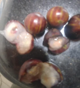 Black Velvet Jaboticaba VAR Veludo Negro Rajada - Picture 1 of 4