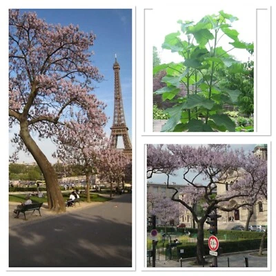 Foxglove tree sapling, Worlds Fastest Hardwood growing tree! Uk Hardy blossom - Image 1 of 2