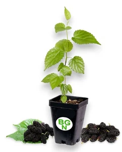 Dwarf Black Mulberry -Morus Nigra - Everbearing Live Plant Fruit - Picture 1 of 10