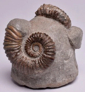 2 x AMONITES, TROPAEUM JACKII, RÍO WALSH, AUSTRALIA F107 - Imagen 1 de 13