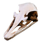 Fake Ostrich Skull Model for Home Decor and Teaching (White)