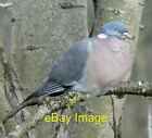 Photo 6x4 Wood Pigeon (Columba palumbus) Hyde/SJ9494  c2022