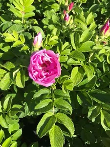 Flächendeckende Kleinstrauchrose Rosa 'Rotes Meer' wurzelecht im Container - Bild 1 von 2
