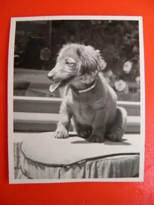 Old photo with dog dachshund 7.2 cm x 9 cm - Picture 1 of 2