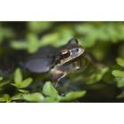 Pacific Tree Frog  In A Pond; Astoria  Oregon  United States Of America Poster