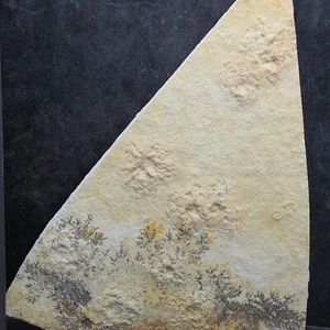 190 grams Floating Crinoid Saccocoma pectinata Echinoderms Fossil Fossilien - Picture 1 of 3