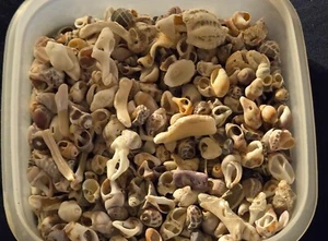 Vintage-Piccole conchiglie di mare del Mare di Cortez-Mix-autentiche 14,5 once Quasi 1 libbra - Foto 1 di 4