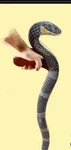 wooden walking stick snake unique walking cane - Picture 1 of 6