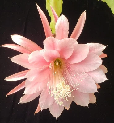 Semillas de cactus orquídea Epiphyllum ('Bohemienne' X 'Over the Top') Foto 1 de 4