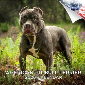 American Pit Bull Terrier Hunderasse Kalender 2026 volle Größe 12x24 Made in USA - Bild 1 von 10