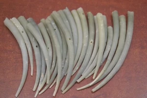 25 PCS NATURAL GREEN DENTALIUM APRINUM TUSK SHELLS 2 1/2" - 3" - Picture 1 of 1