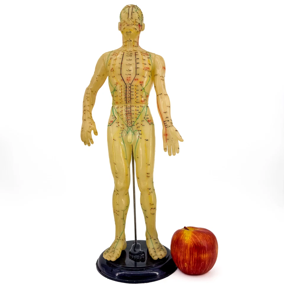Vtg 17” Acupuncture Model Anatomical Mannequin Midcentury Medical Oddity on Base Foto 1 de 4