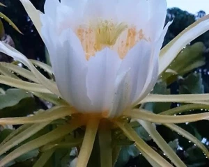 Tropical Moon Night Flower With Edible Dragon Fruit Beautiful Flowers Bloom Nigh - Picture 1 of 18