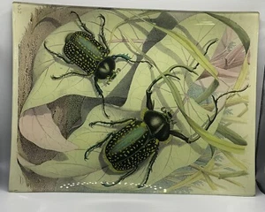 VINTAGE *SELTEN* John Derian Käfer Decoupage Teller signiert 10,25” x 8,0” - Bild 1 von 2
