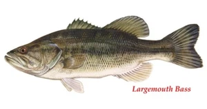 Nice *COLOR* Print of Large Mouth Bass Fish Vintage Art Fishing Game LQQK - Picture 1 of 1
