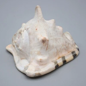 6" Sea Shell Cassis Cornuta Queen Helmet Horned Ocean Beach Seashell Nautical - Picture 1 of 8