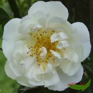 weiße Kletterrose mit goldenem Herz, City of York, duftend Bienenfutter im Topf - Bild 1 von 1