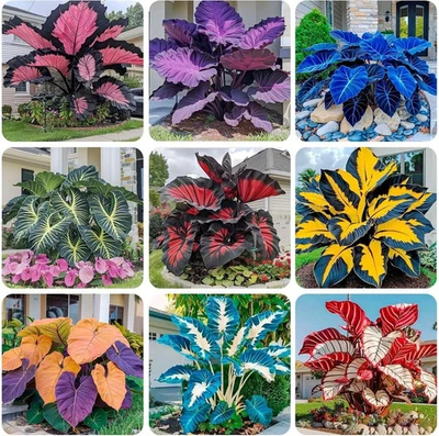 🌿 160+ SEMILLAS HOSTA PARA PLANTAR - PLANTA DE SOMBRA PERENNE • NO TRANSGÉNICA • RESISTENTE • GRATIS Foto 1 de 4